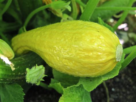 Yellow crookneck squash growing happily in the Napa Valley. | Crookneck squash, Yellow crookneck ...