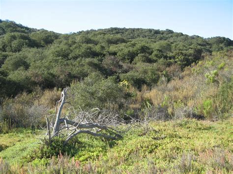 Nuttall’s Scrub Oak | Nature Collective