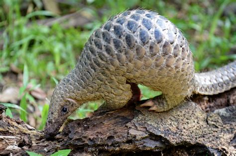 Sunda pangolins may go extinct in Sabah due to poaching, says state ...