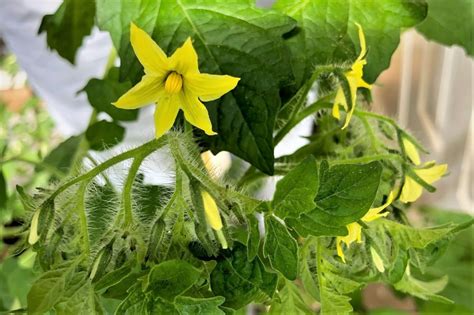 Should You Pinch Off Tomato Plant Flowers? - Tomato Geek