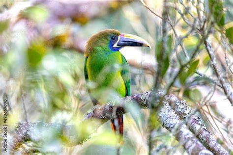 Emerald toucanet (Aulacorhynchus prasinus), small toucan. Beautiful ...