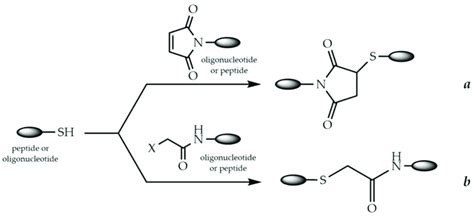 Conjugation through the thioether bond: (a) Michael addition of thiols ...