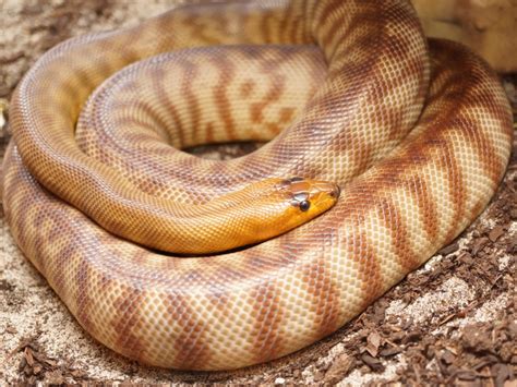 SOLD - Breeding Woma Pythons for sale - FaunaClassifieds