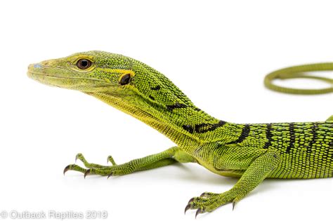 Emerald Tree Monitor-2 | Outback Reptiles