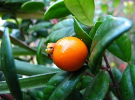 Bitter Orange Supplement Health Benefits | HubPages