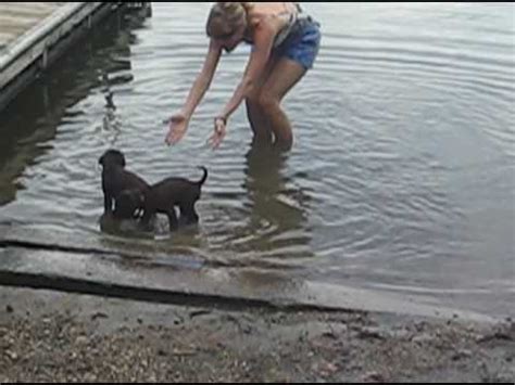 Chocolate lab puppies first time swimming! - YouTube