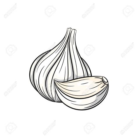 Garlic Drawing at GetDrawings | Free download