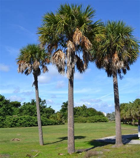 Sabal Cabbage Palm Tree sabal Palmetto Seeds - Etsy