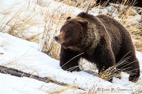 Yellowstone in March Photo Gallery by Dave Shumway in 2020 (With images ...