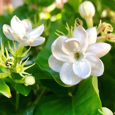 Potted White Jasmine Plant - Philippine Sambac 2 Pack