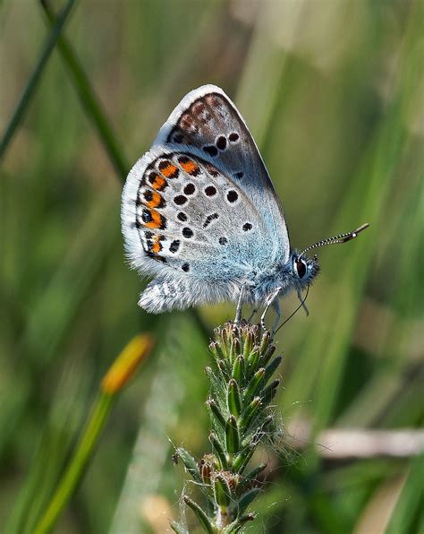 Silver-studded Blues, Wool | Dorset Butterflies