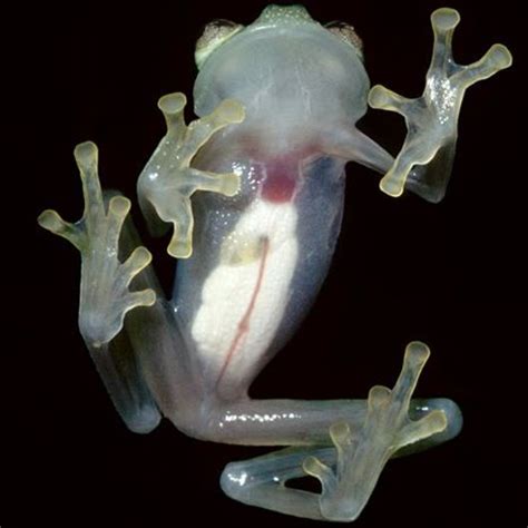 Journal: Parental Care in Glass Frogs