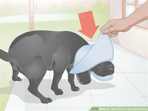 3 Ways to Take Care of an Injured Dog - wikiHow