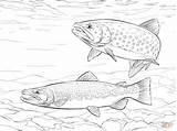 Brook Trout Coloring Page At GetColoringscom  Free Printable sketch template
