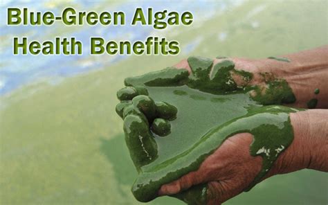 Health Benefits of Blue Green Algae – Eat Algae