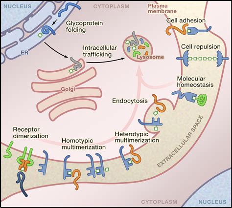 Glycosylation in Cellular Mechanisms of Health and Disease: Cell