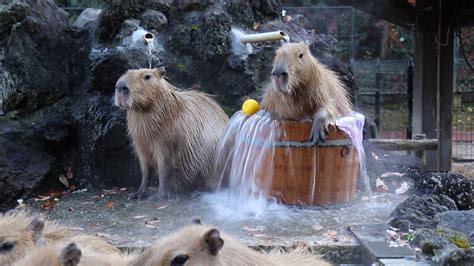 Capybaras chilling in a hot tub