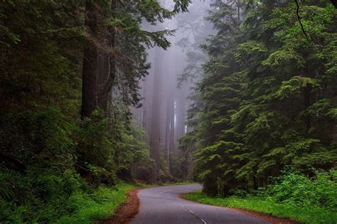 Hiking the Redwood Forest in Humboldt, California with Ian Snyder - We ...