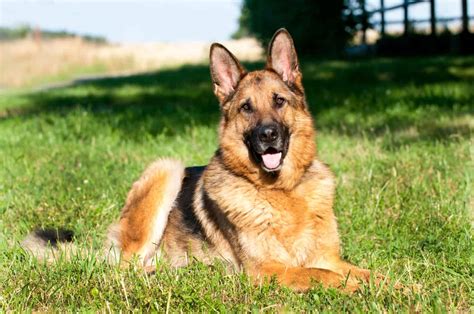 German Shepherd Guide - A-Z Animals