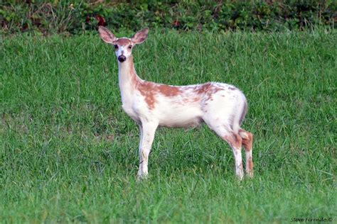 "Natural World" Through My Camera: First Piebald Fawn Of 2011...