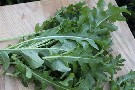 Arugula Astro (Organic) | Seedway