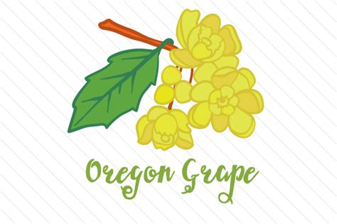 State Flower: Oregon Grape SVG Cut file by Creative Fabrica Crafts ...