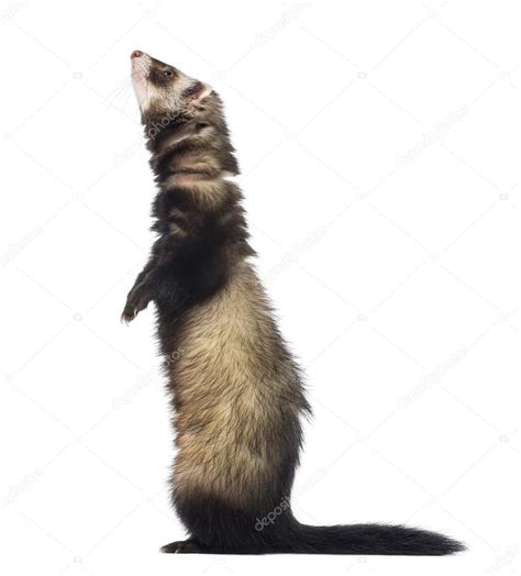 Ferret standing on hind legs and looking up, isolated on white — Stock ...