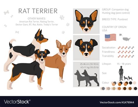 Rat terrier clipart different poses coat colors Vector Image