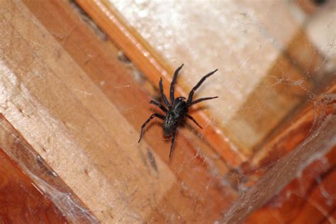 Black House Spider? : r/australia