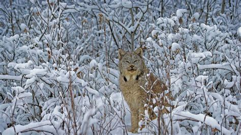 winter, big cats, photography, mammals, snow, Bing, lynx, animals, nature, Canada, HD Wallpaper ...