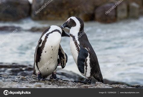 African penguins during mating season — Stock Photo © SURZet #132584220