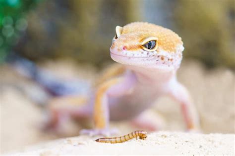 Leopard Gecko Feeding Info | Leopard Gecko Care