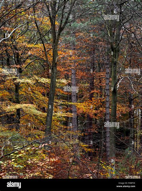 Autumn colour in the Wyre Forest near Kidderminster, Worcestershire, England, UK Stock Photo - Alamy