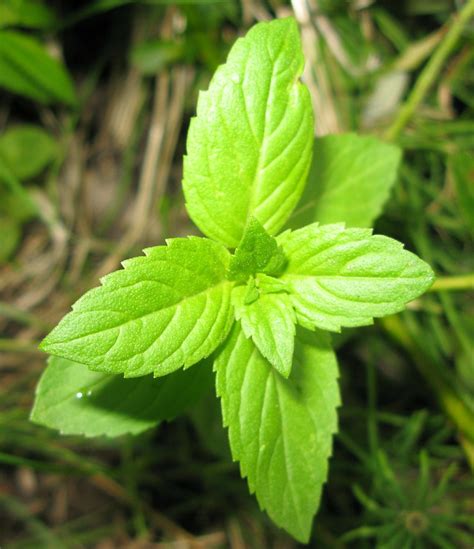 Field Mint (Mentha arvensis L.) | BladeForums.com