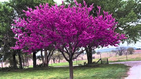 Heirloom Chinese Redbud Tree Seeds. USA Beautiful Pink | Etsy