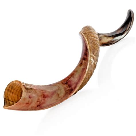 ***DAMAGED CRACKED *** Kosher Kudu Shofar Horn from Israel 32”-36 ...