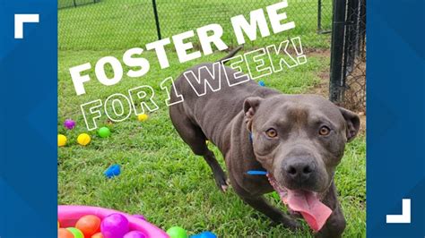 Memphis Animal Services needs fosters for 50 dogs | localmemphis.com