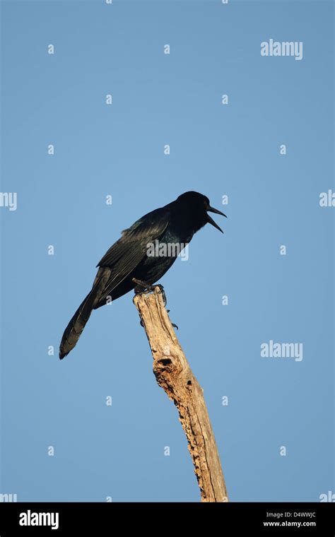 Common grackle migration bird hi-res stock photography and images - Alamy