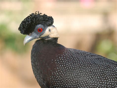 The Online Zoo - Crested Guineafowl