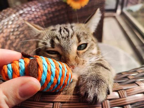 Ask a Vet: The 5 Best Kitten Teething Toys You Should Get