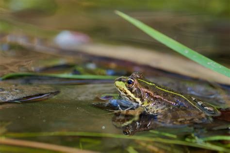 Imagen gratis: fauna, anfibios, agua, rana, naturaleza, ojo, hábitat natural