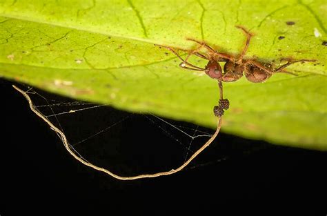 From Ant to Zombie: The Astonishing Lifecycle of Ophiocordyceps-Unilateralis Infected AntsBest ...