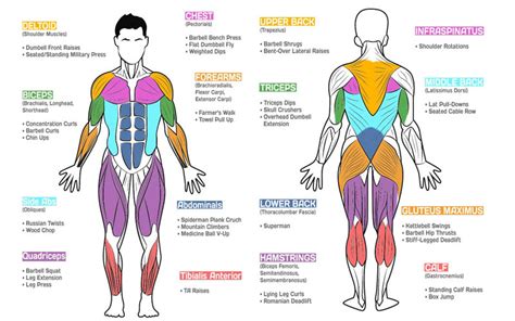 Which Are The Best Exercises For Each Muscle Group? • SpotMeBro.com