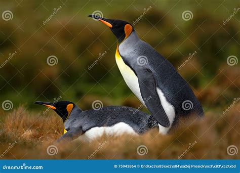 Pair of Penguins. Mating King Penguins with Green Background in Falkland Islands. Pair of ...