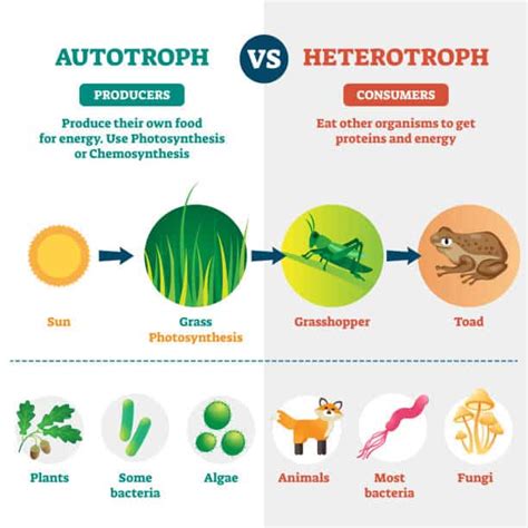 Difference between autotrophic nutrition and heterotrophic nutrition - Fueling Your Health