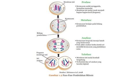 Pembelahan Sel Mitosis dan Meiosis pada Sistem Reproduksi Manusia ...