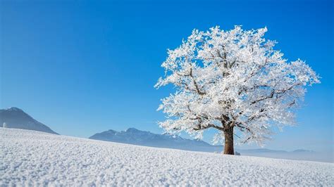 Winter Tree Wallpapers - Wallpaper Cave