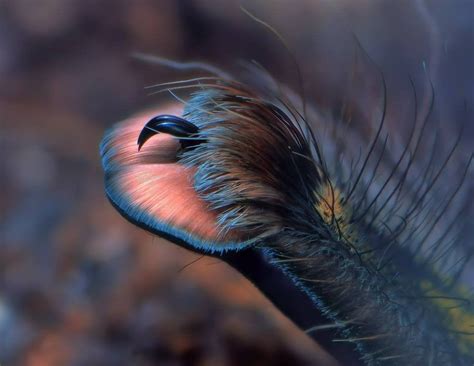 Closeup pictures of spider feet (Tarsal Claws) : Damnthatsinteresting