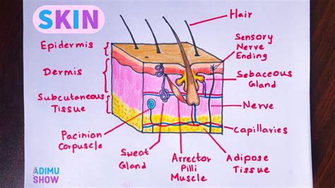 How To Draw Skin Layers | Integumentary System | step by step drawing ...