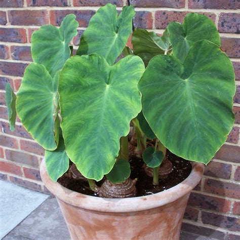 Colocasia 'Elephant's Ears' - Hello Hello Plants & Garden Supplies